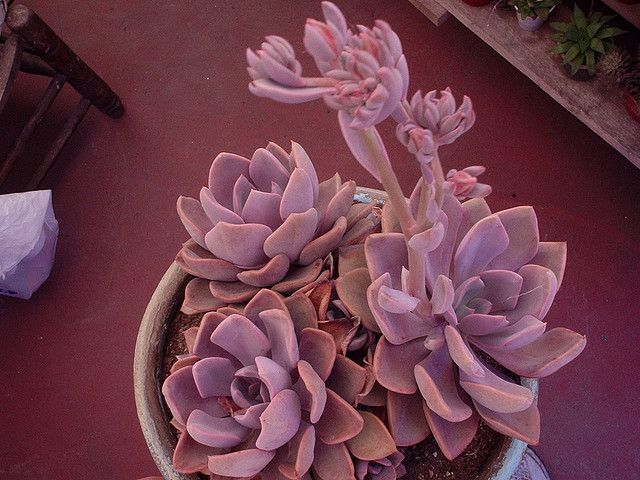 suculentas Rosas Graptoveria 'Debbie'