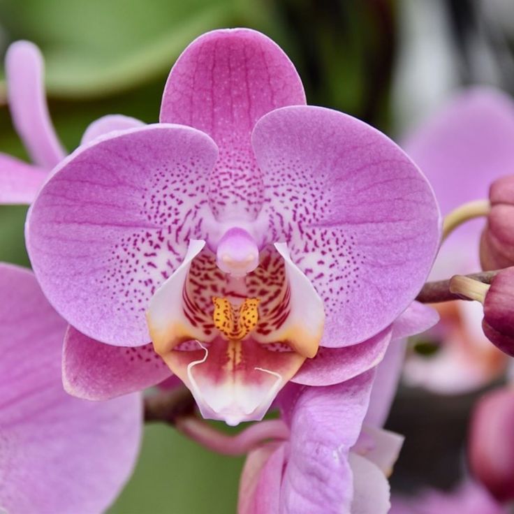 Doenças em Orquídeas