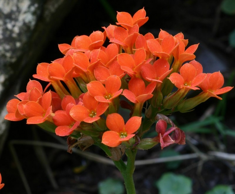 Mudas da Flor da Fortuna