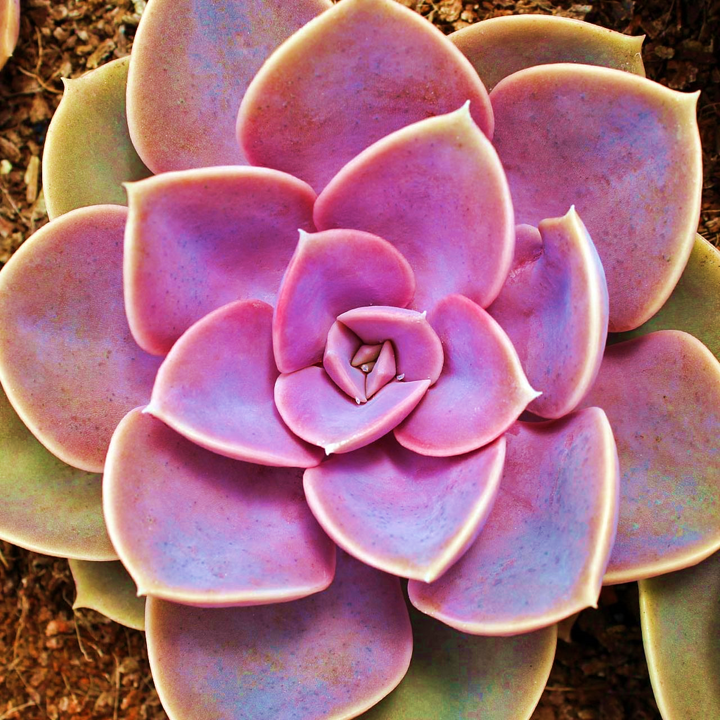 Echeveria 'Perle von Nürnberg' suculentas Rosas