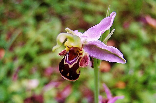 Orquídea Abejorro