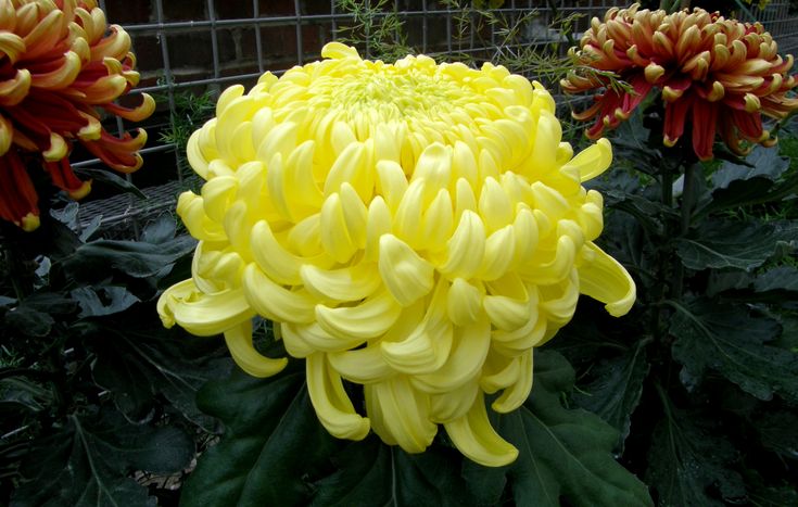 Chrysanthemum morifolium