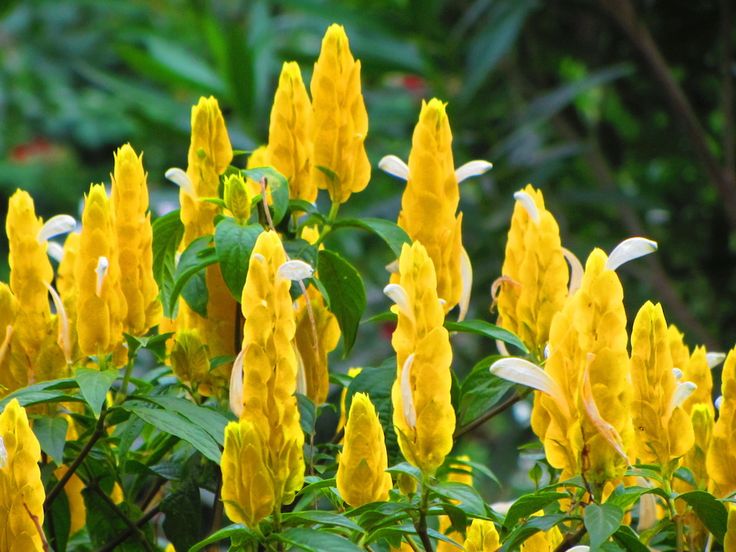 flor camarão amarelo