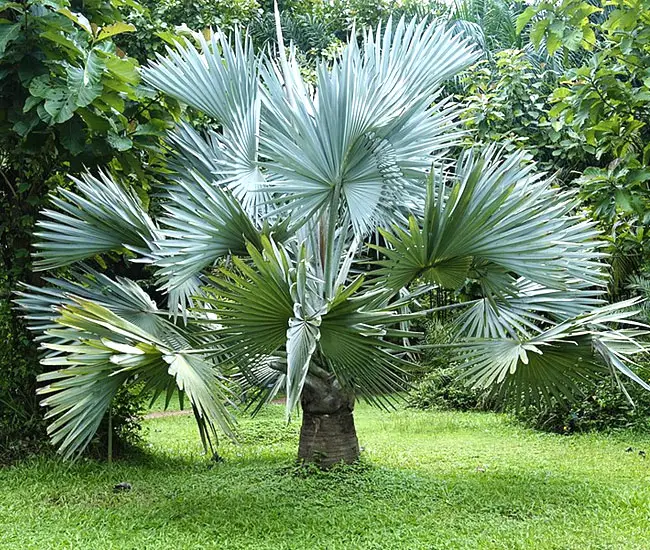 muda da Palmeira Azul