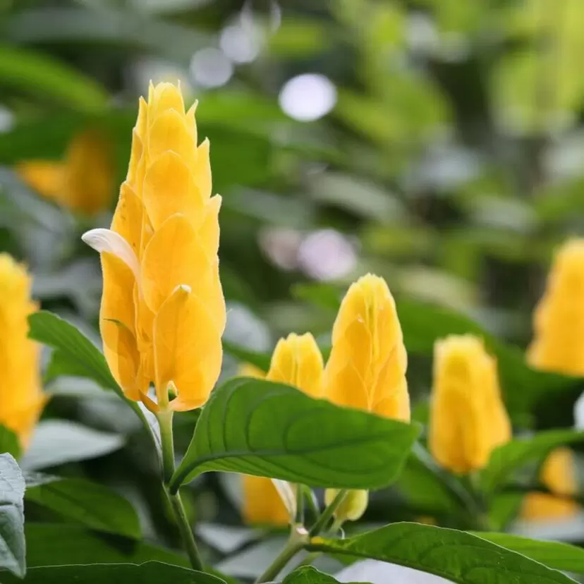 flor camarão amarelo