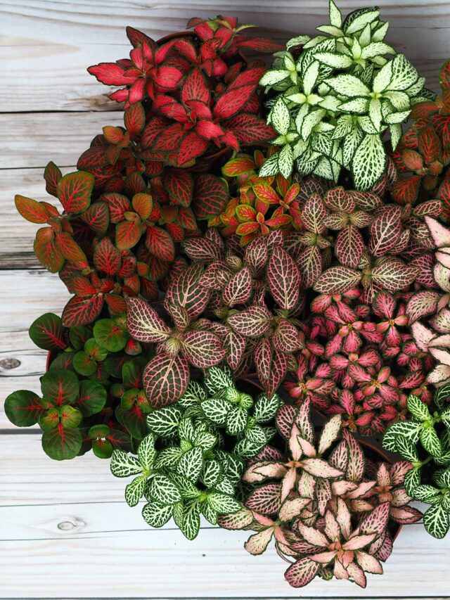 3x-FITTONIA-ROZNE-KOLORY-fitonia-Las-w-sloiku