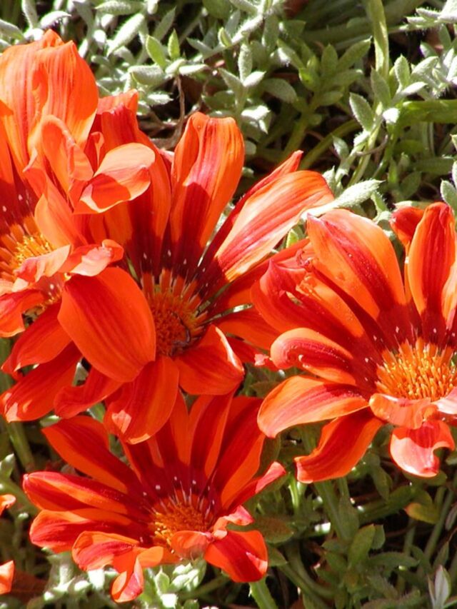 6037_foto_Pfl_wikipedia_user_stan_shebs_gazania_spec