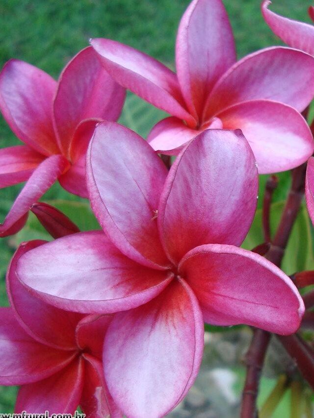 97667-390753-67620797-jasmim-manga-plumeria-rubra-