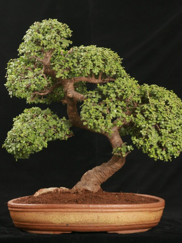 Bonsai-Wallpaper-For-Desktop