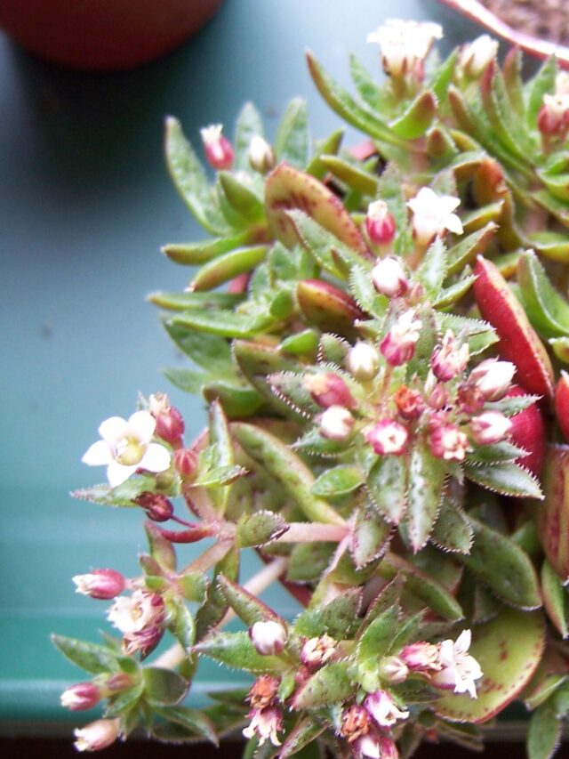 Crassula_exilis_ssp._picturata__(5022368749)