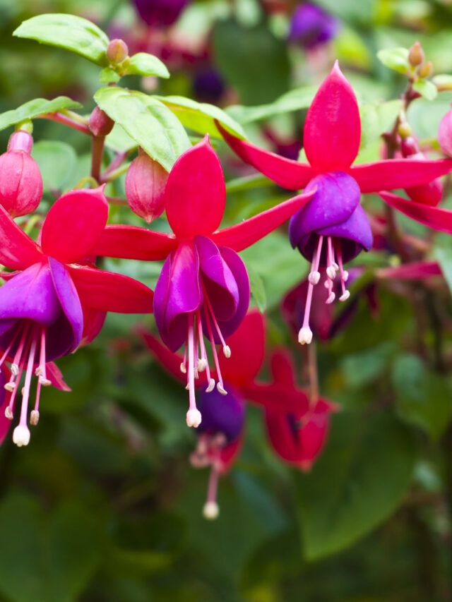 Fuchsias