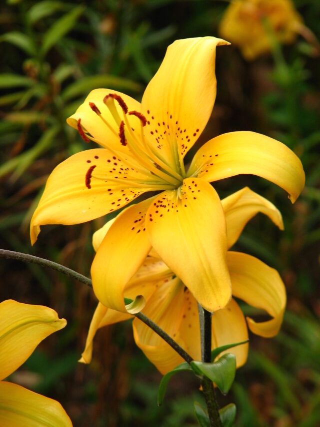 Lilium_'Bernsteiner'_03