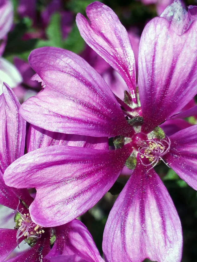 Malva_sylvestris_CloseupCampodeCalatrava