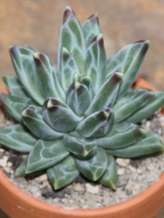 Pachyphytum-compactum (1)