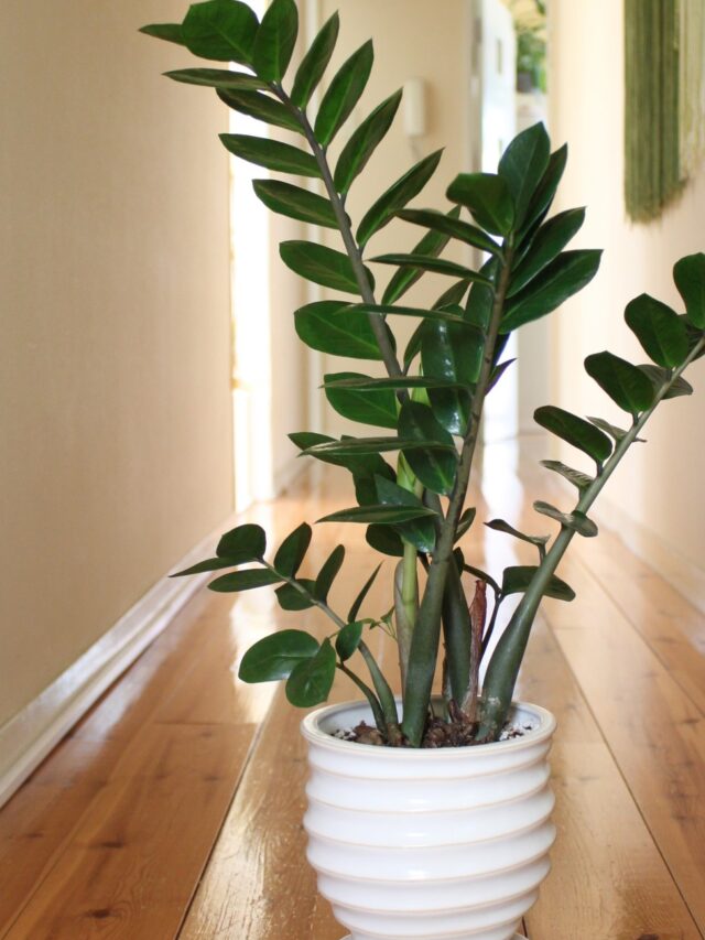 Zamioculcas