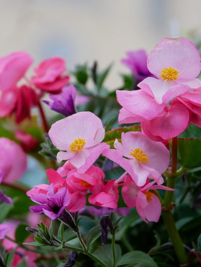 begonias-flowers-petals-leaves-pink-purple