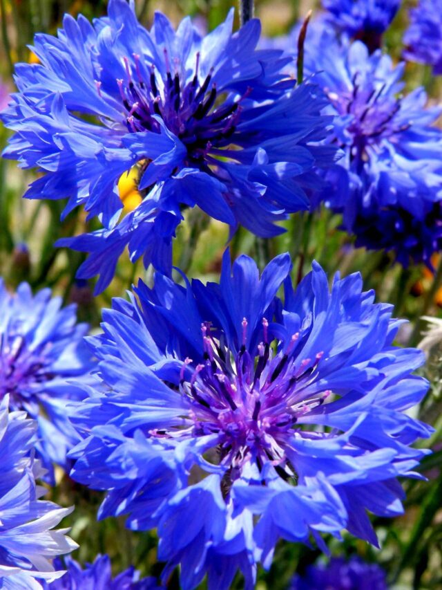 blue-ball-cornflowers (1)