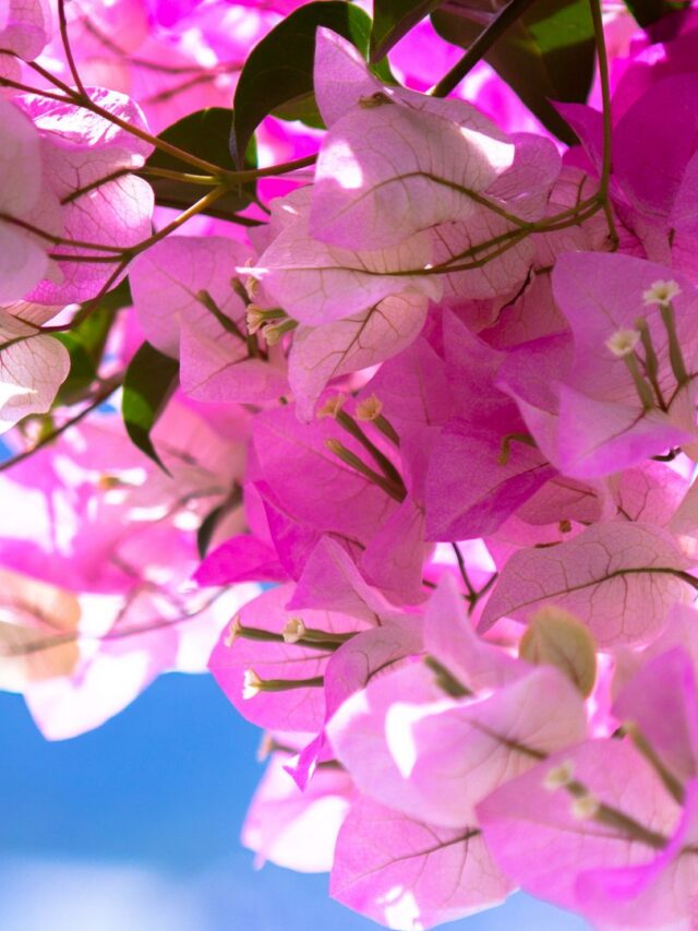 bougainvillea_flowers_branch_312040_1920x1080