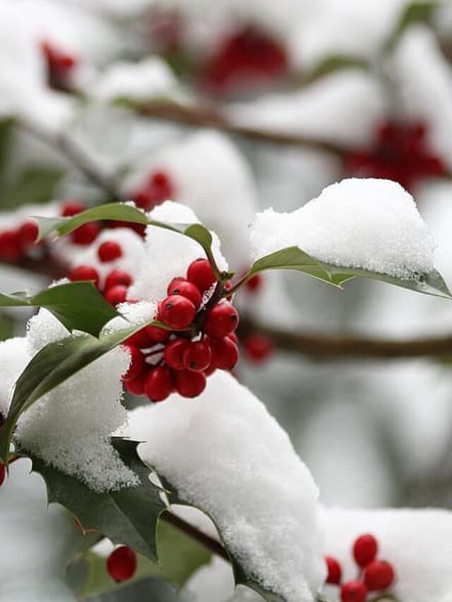 llex-aquifolium-common-holly-christmas-holly-red-berries-green-leaves-branch-božikovina-winter-nature