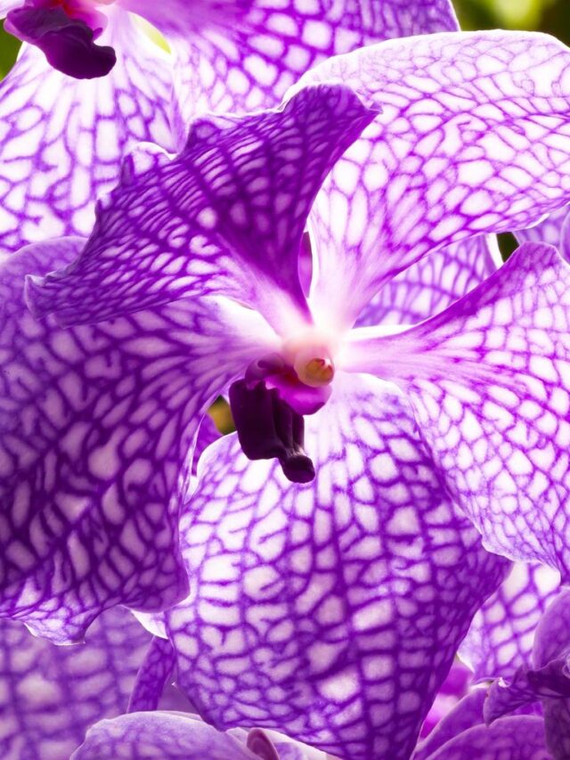 orchid_violet_purple_white