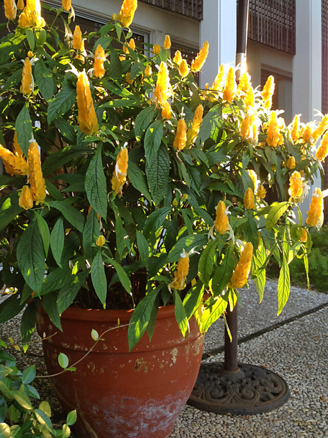 shrimp plant 2014 (blog)