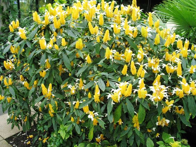 flor camarão amarelo