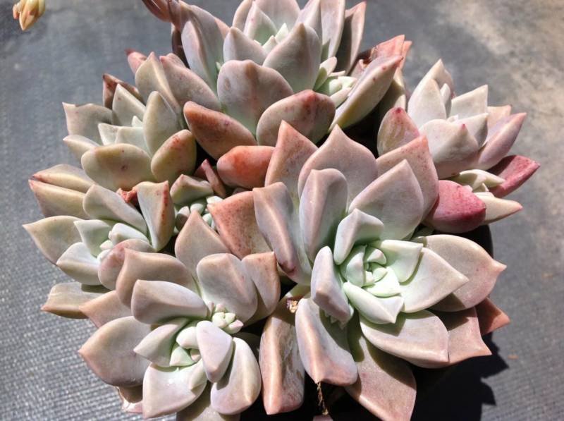 Sedum rubrotinctum 'Aurora' suculentas Rosas