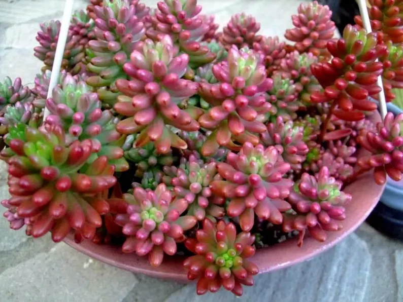 Graptoveria 'Debbie' suculentas Rosas