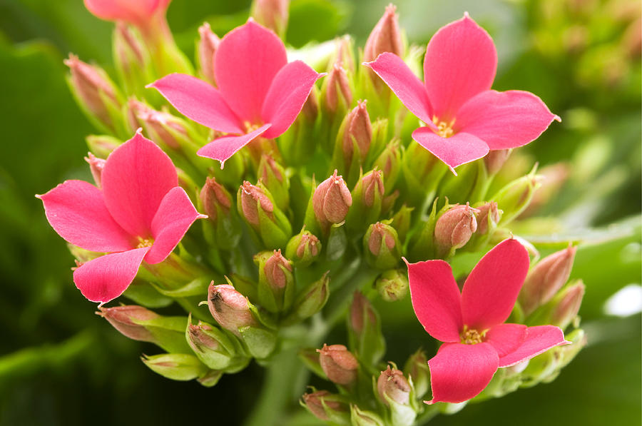 Mudas da Flor da Fortuna