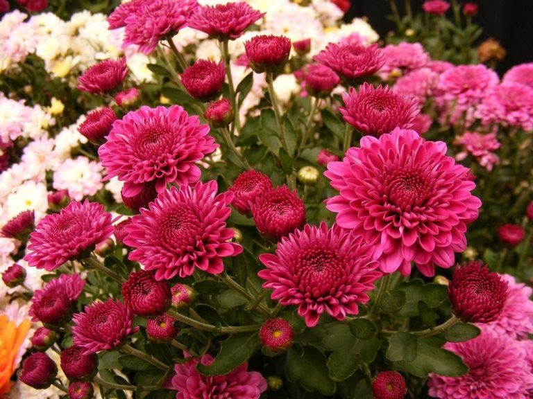 Chrysanthemum morifolium