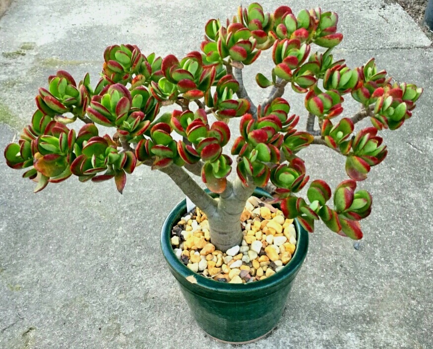 Planta Jade (Crassula ovata)