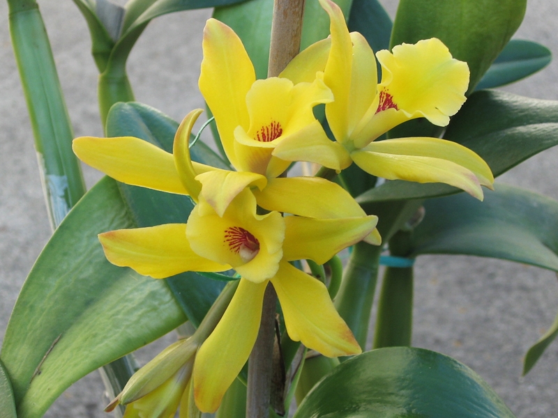 Orquídea Baunilha