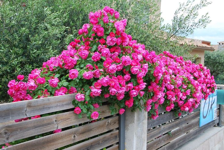 plantas para pergolado