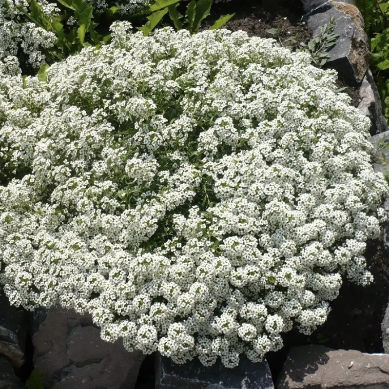 Mudas da Flor de Mel