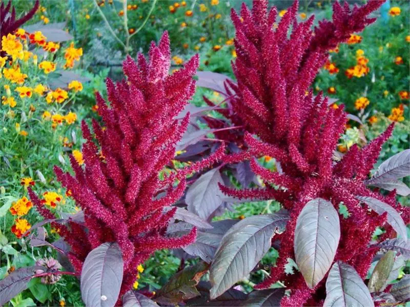 Amaranthus