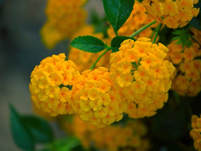 Lantana-Amarela