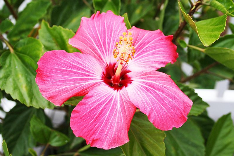 Significado da flor Hibisco