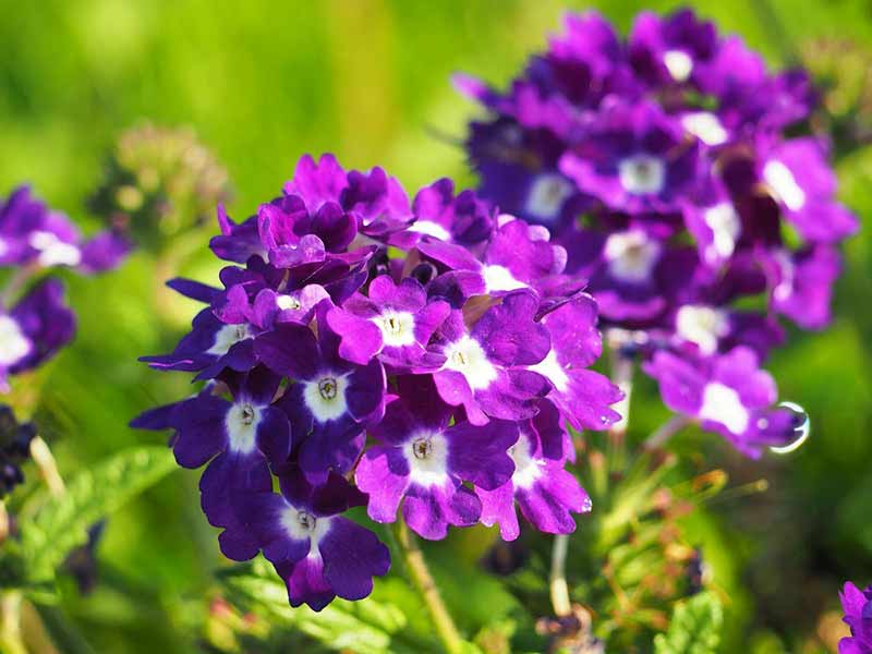 Plantar Verbena