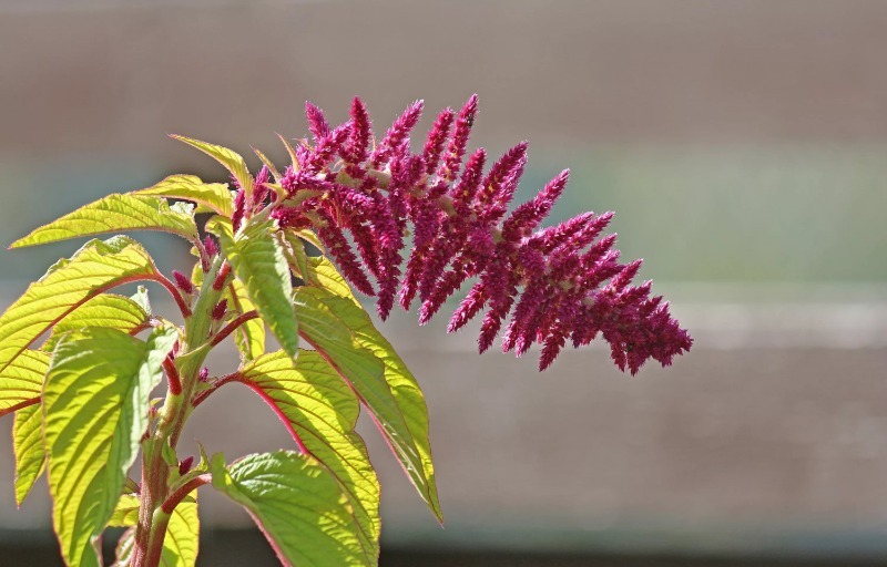 Amaranthus