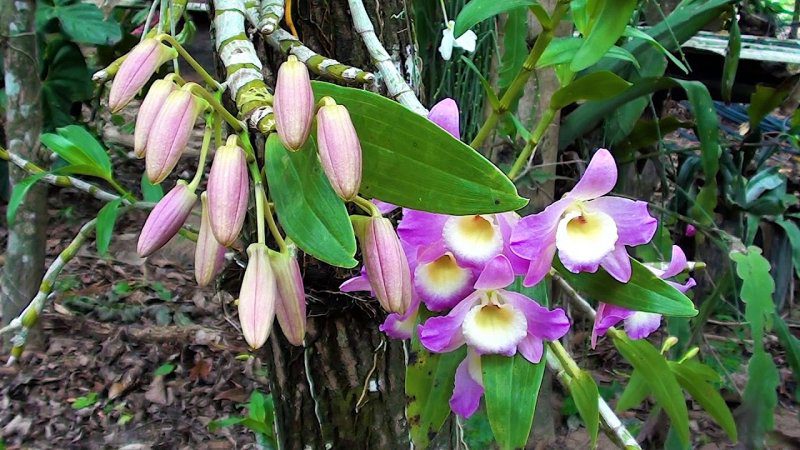 Orquídea-Dendrobium