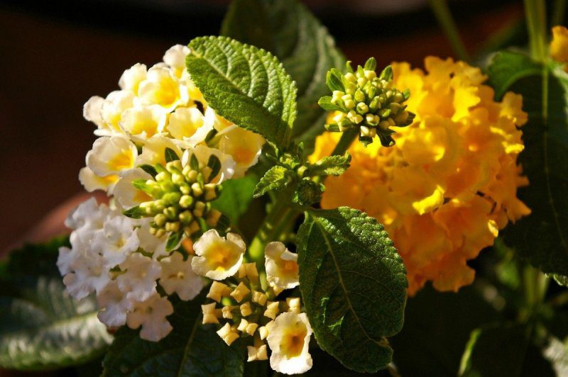 Lantana-Amarela