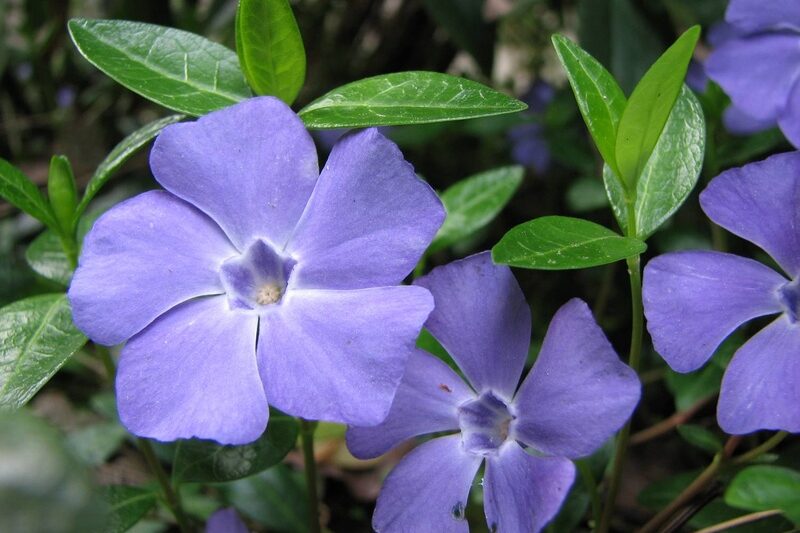 flor vinca