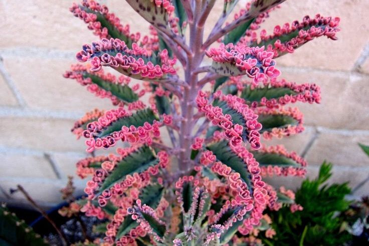 Kalanchoe Pink Butterflies