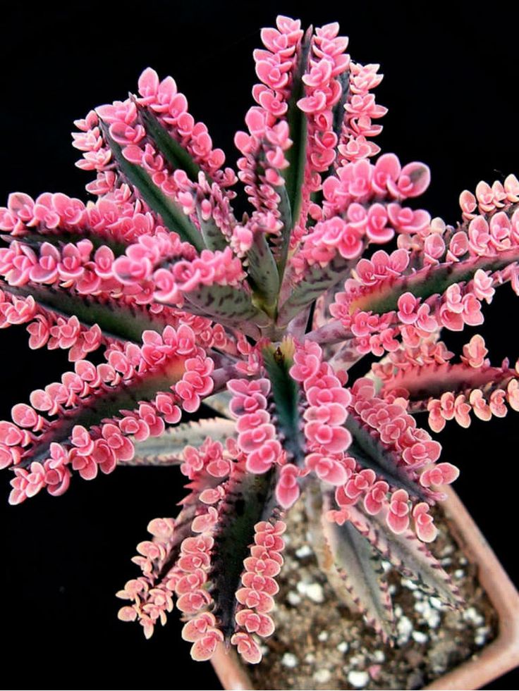 Kalanchoe Pink Butterflies