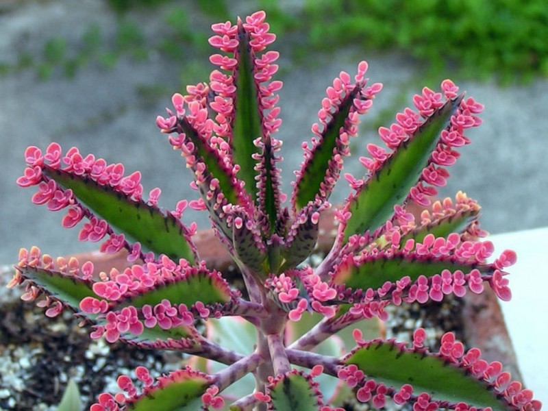 Kalanchoe Pink Butterflies