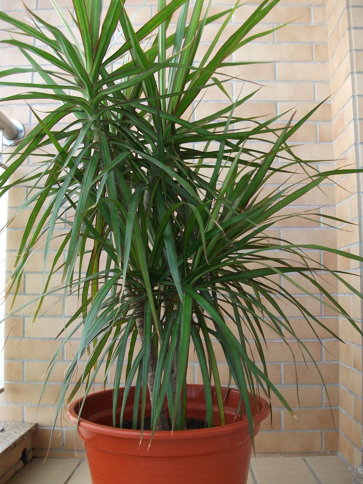 Tipos de Dracena