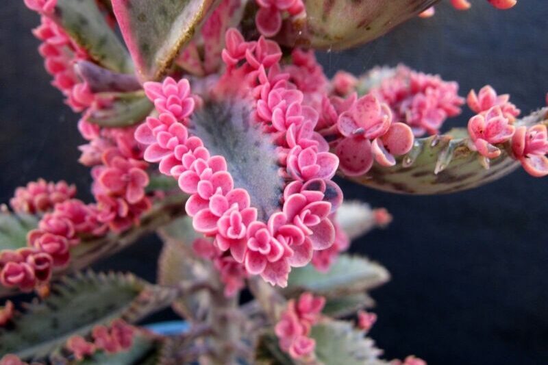 Kalanchoe Pink Butterflies