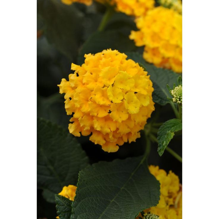 Lantana-Amarela