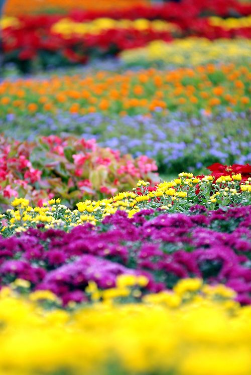 Jardim que Floresce