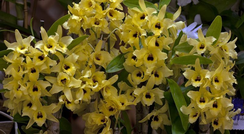 Orquídea-Dendrobium